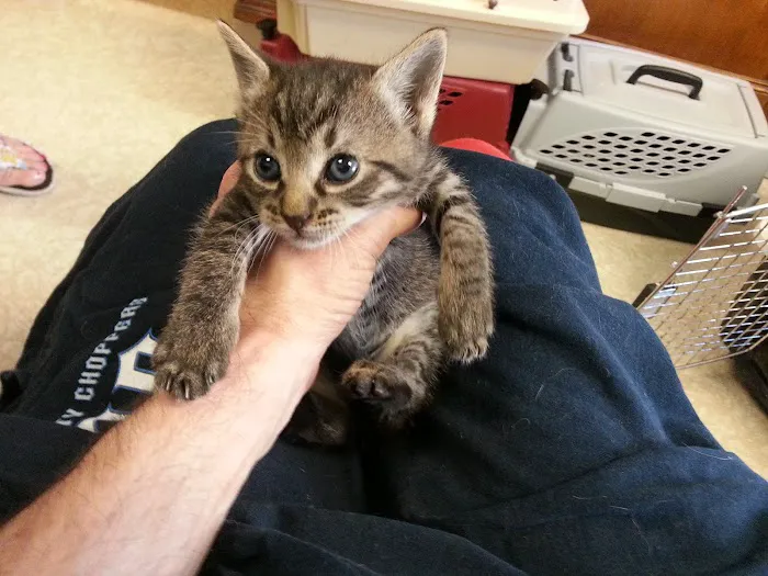 Cameron Animal Hospital Picture 7