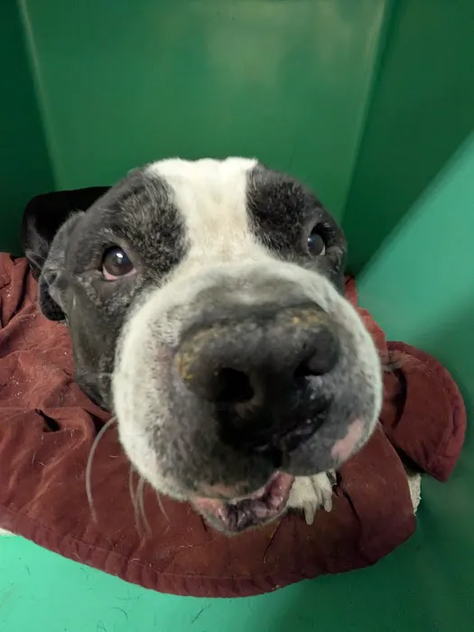 Cameron Animal Hospital Picture 1