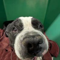 Cameron Animal Hospital ico