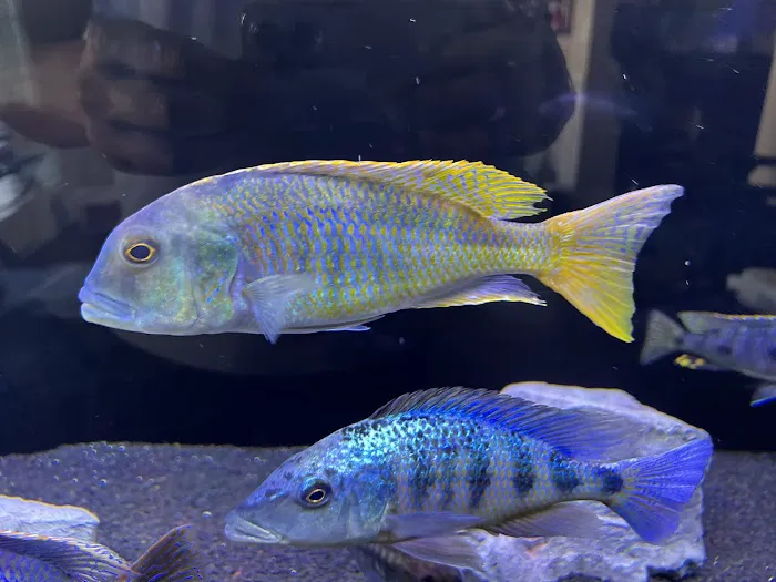 Southeast Cichlids Picture 3