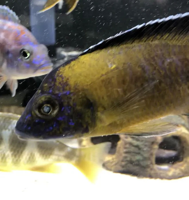 Southeast Cichlids Picture 6