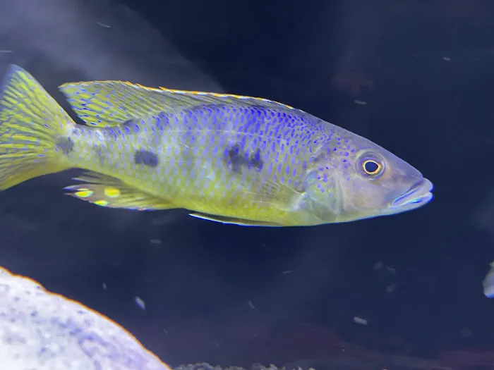 Southeast Cichlids Picture 2