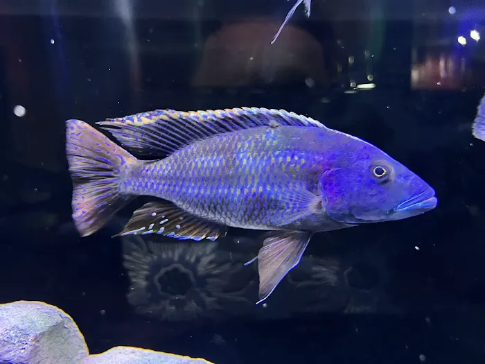 Southeast Cichlids Picture 1