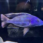 Southeast Cichlids