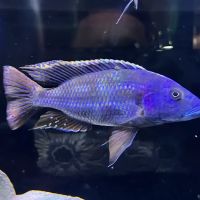 Southeast Cichlids ico