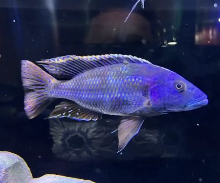 Southeast Cichlids