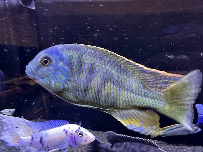 Southeast Cichlids Picture 4