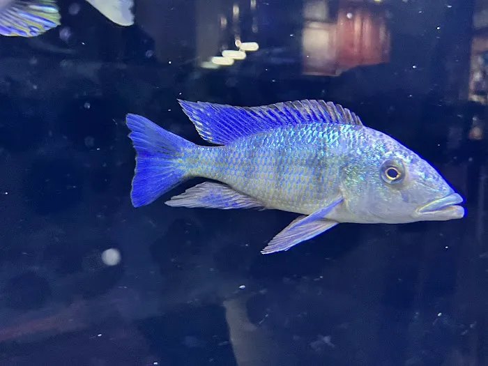Southeast Cichlids Picture 5