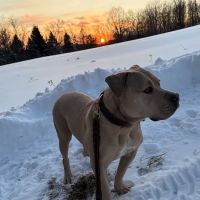 Montclair Veterinary Associates ico