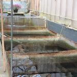 The Koi Store