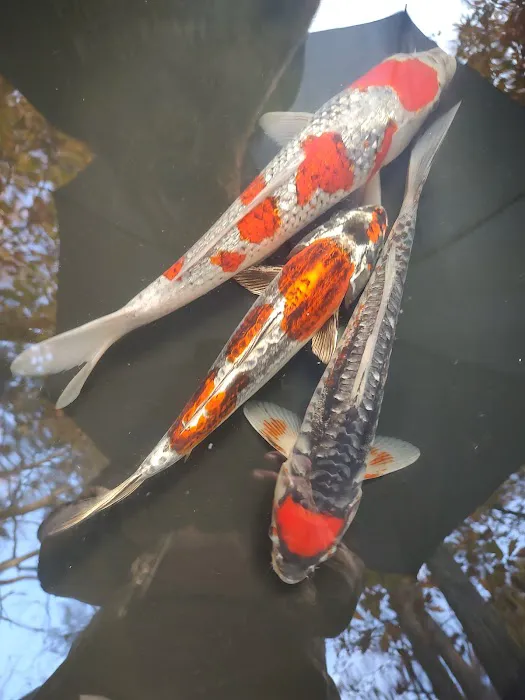 The Koi Store Picture 6