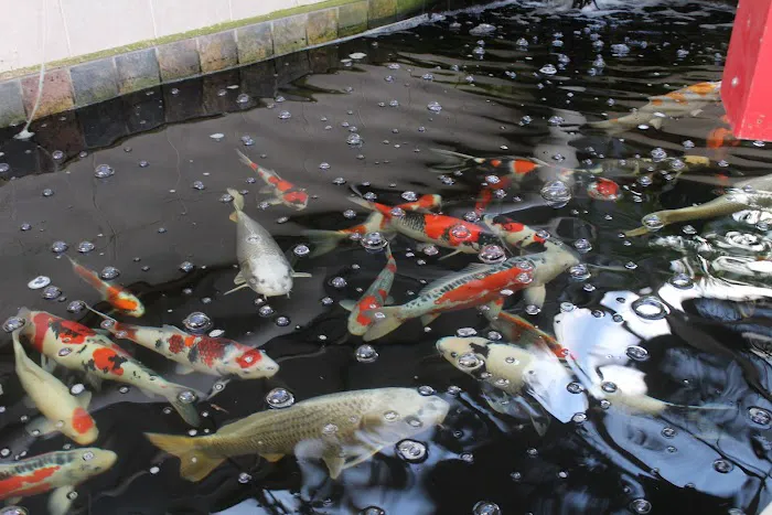 The Koi Store Picture 5