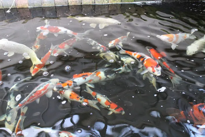 The Koi Store Picture 9