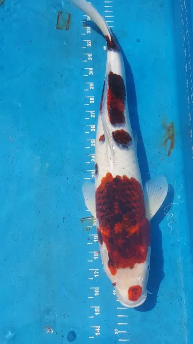 The Koi Store Picture 2