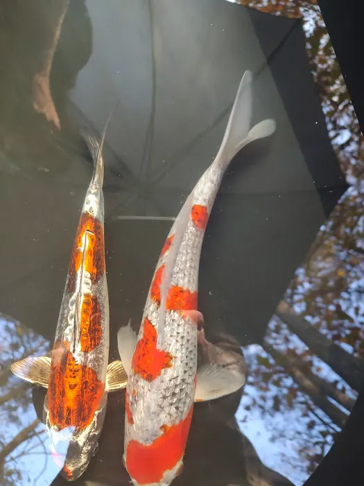 The Koi Store Picture 10