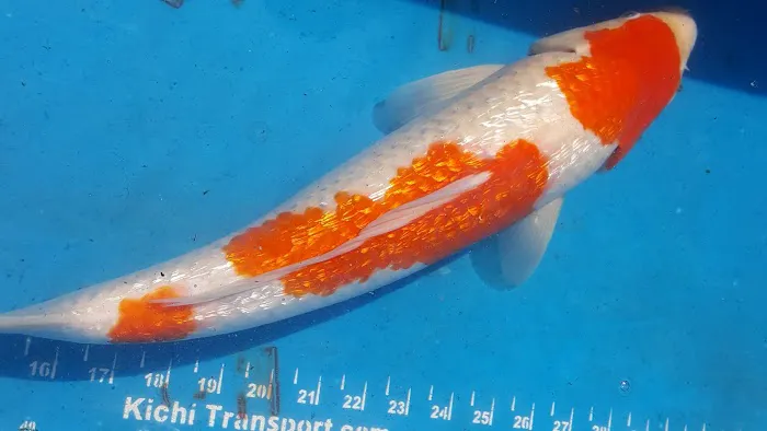The Koi Store Picture 8