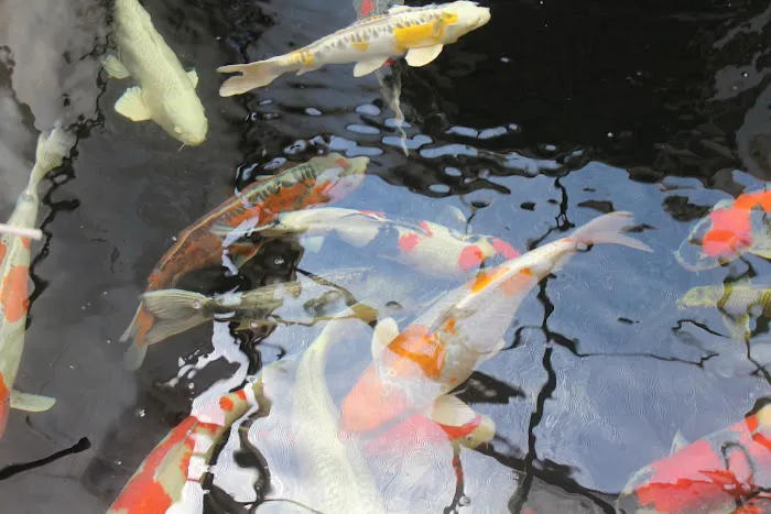 The Koi Store Picture 3