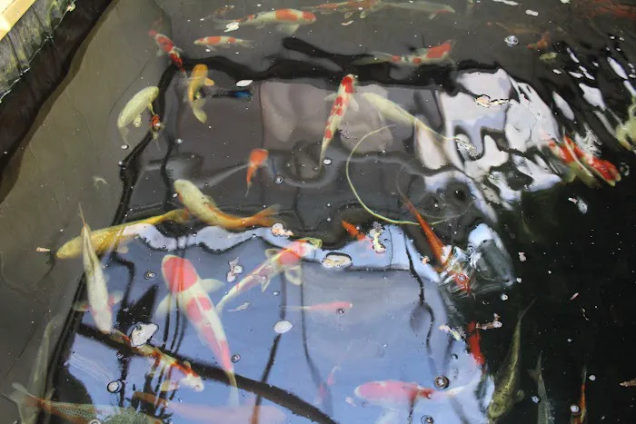 The Koi Store Picture 4