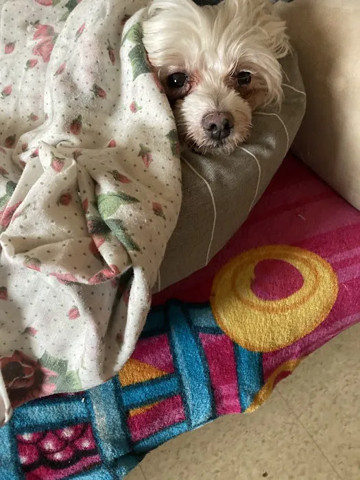 East Orange Animal Hospital Picture 5