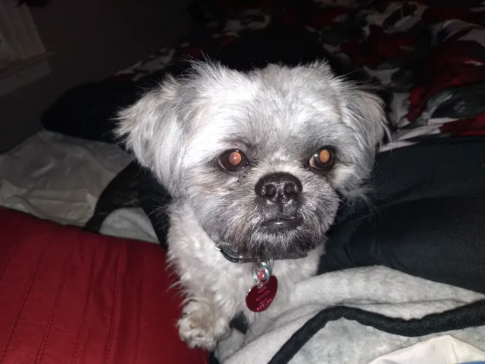 East Orange Animal Hospital Picture 10