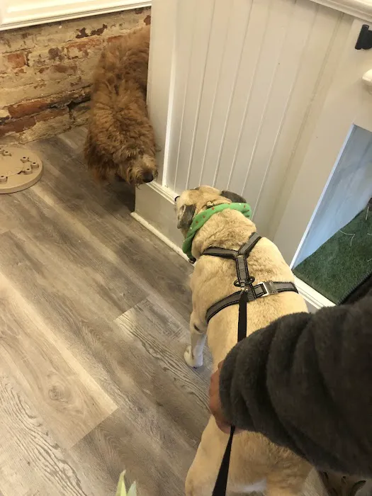 Local Pup Picture 2