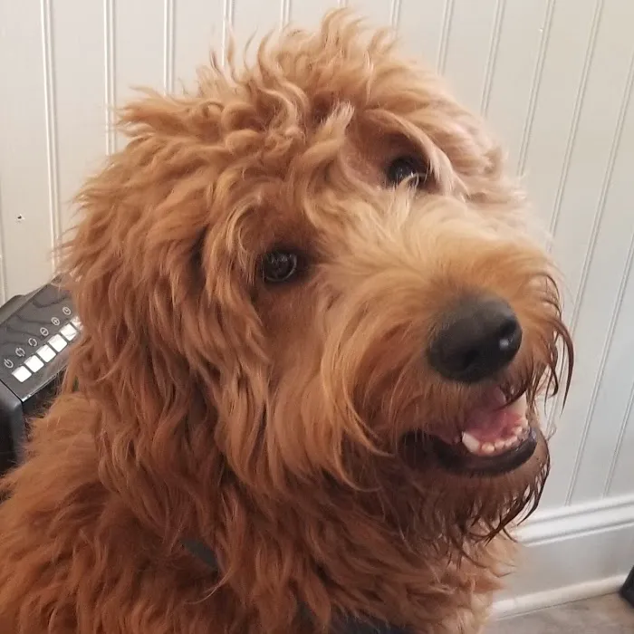 Local Pup Picture 5