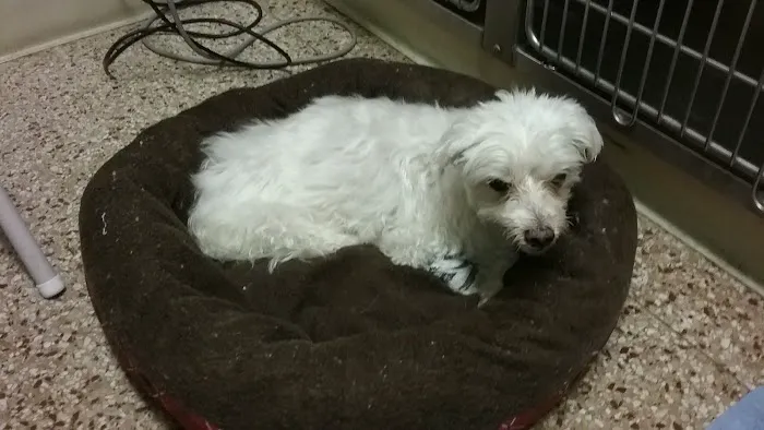 Stafford Veterinary Hospital Picture 6