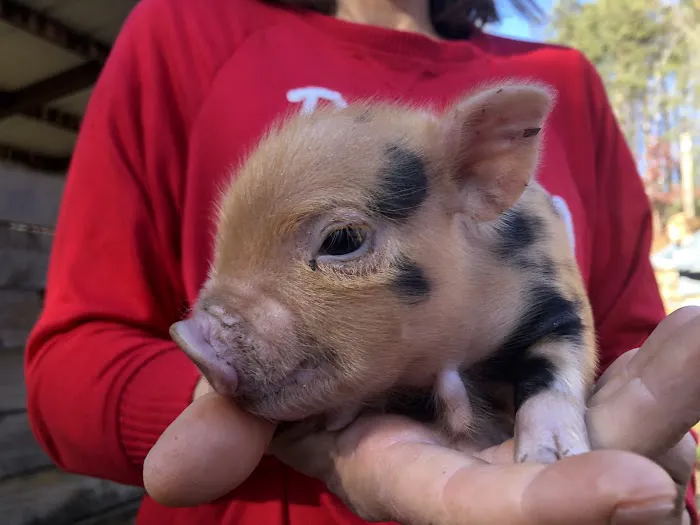 Paradise Mini Pigs Picture 1