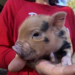 Paradise Mini Pigs
