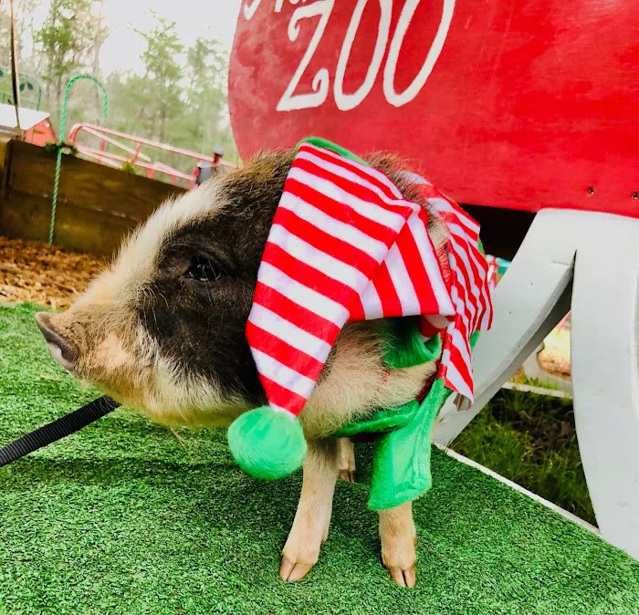Paradise Mini Pigs Picture 2
