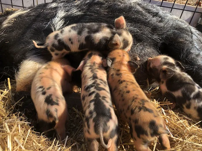 Paradise Mini Pigs Picture 3