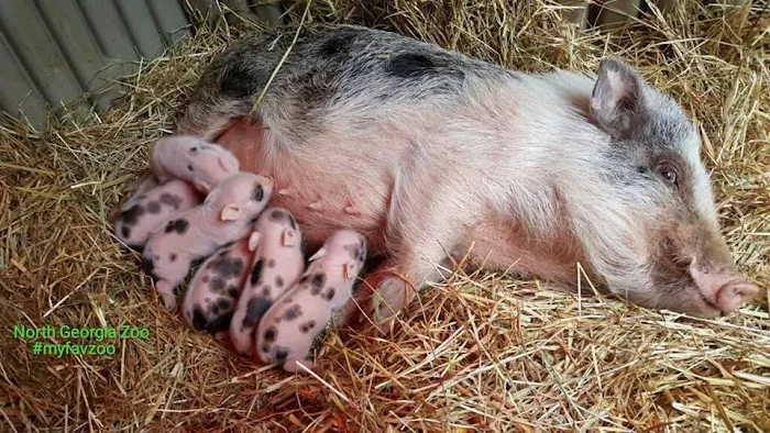 Paradise Mini Pigs Picture 4
