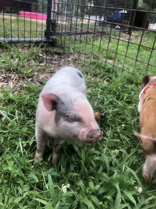 Paradise Mini Pigs Picture 7