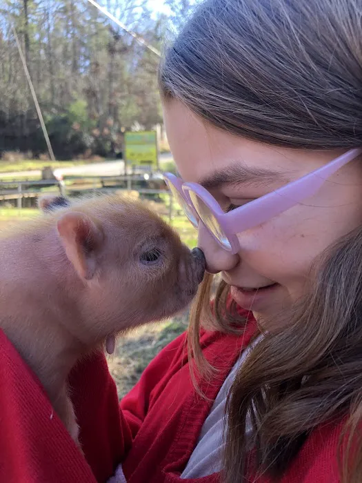 Paradise Mini Pigs Picture 5