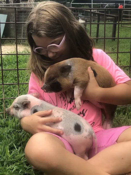 Paradise Mini Pigs Picture 6