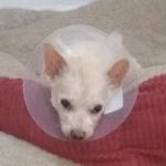 Manahawkin Veterinary Hospital