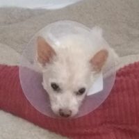 Manahawkin Veterinary Hospital ico