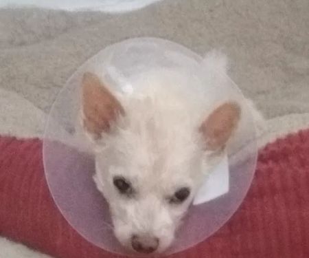 Manahawkin Veterinary Hospital