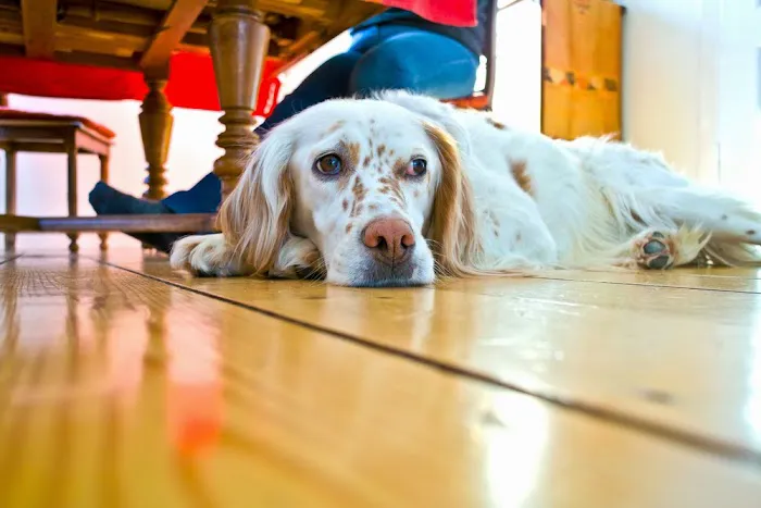 Manahawkin Veterinary Hospital Picture 5