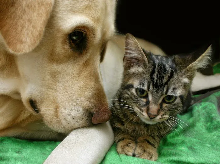 Manahawkin Veterinary Hospital Picture 6