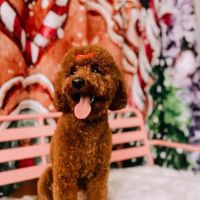 Peachy Paws ico