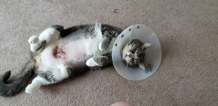 Banfield Pet Hospital Picture 6
