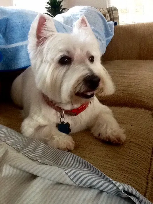 Banfield Pet Hospital Picture 4