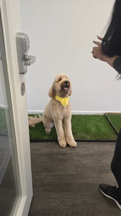 Jazzy Pawz Pet Care Suites Picture 2