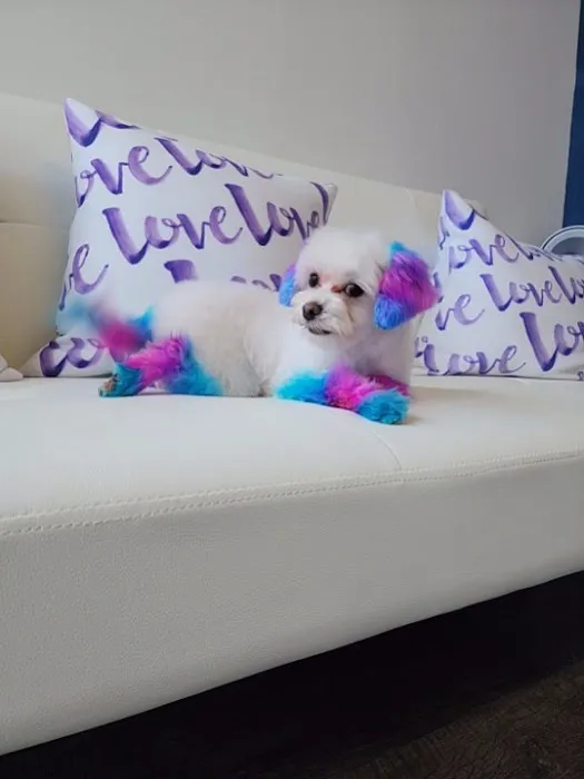 Jazzy Pawz Pet Care Suites Picture 3