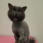 Jazzy Pawz Pet Care Suites