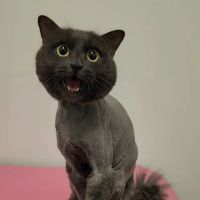 Jazzy Pawz Pet Care Suites ico