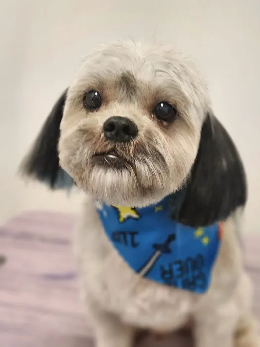 Jazzy Pawz Pet Care Suites Picture 4