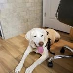 Ocean Acres Veterinary Hospital