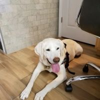 Ocean Acres Veterinary Hospital ico